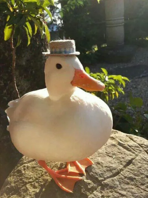 Viernes de animales: recuento semanal de videos y fotos