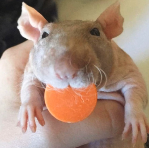 Viernes de animales: recuento semanal de videos y fotos