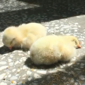Viernes de animales: recuento semanal de videos y fotos