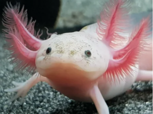 Viernes de animales: recuento semanal de videos y fotos