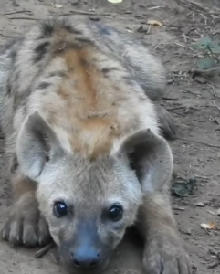 Viernes de animales: recuento semanal de videos y fotos