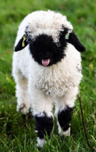 Viernes de animales: recuento semanal de videos y fotos
