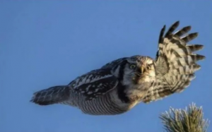 Viernes de animales: recuento semanal de videos y fotos