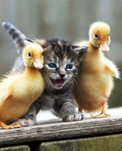 Viernes de animales: recuento semanal de videos y fotos
