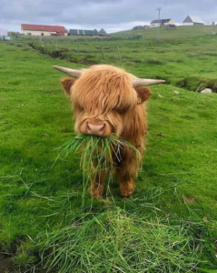 Viernes de animales: recuento semanal de videos y fotos