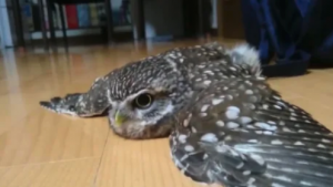 Viernes de animales: recuento semanal de videos y fotos
