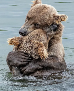 Viernes de animales: recuento semanal de videos y fotos