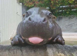 Viernes de animales: recuento semanal de videos y fotos