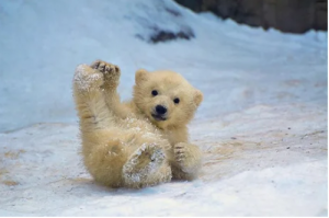 Viernes de animales: recuento semanal de videos y fotos
