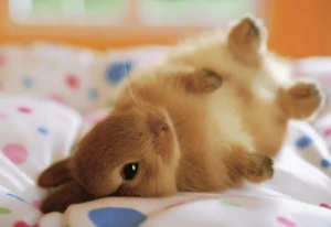 Viernes de animales: recuento semanal de videos y fotos