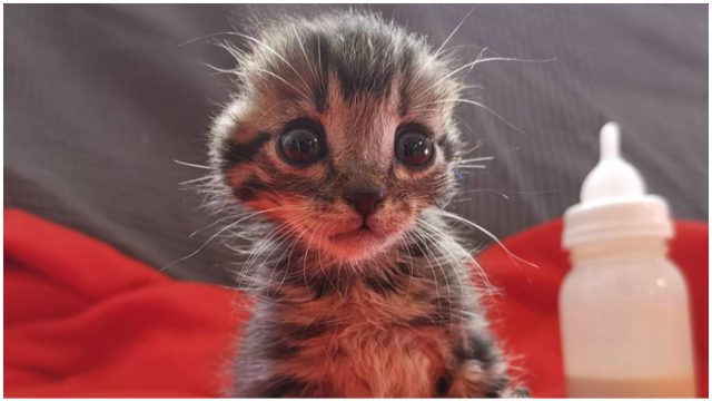 gato-sin-orejas
