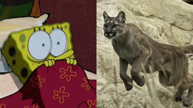Campesino Defendió A Su Perro De Puma, Hombre Defendió A Perro De Puma, Hombre Peleo Contra Puma Por Su Perro, Hombre Pelea Puma, Campesino Pelea Puma, Campesino Puma