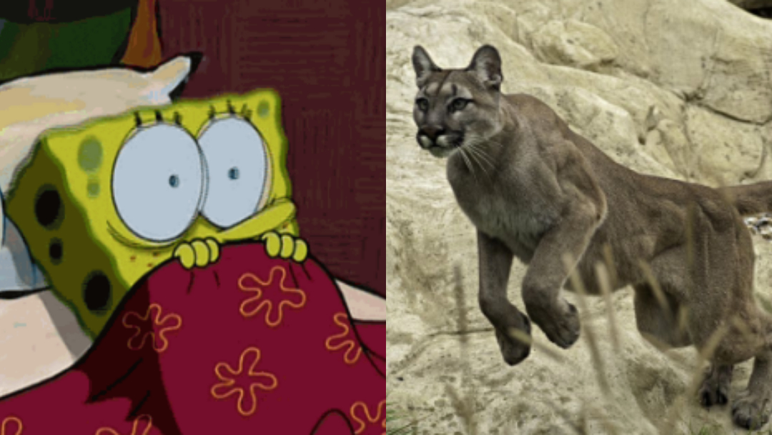Campesino Defendió A Su Perro De Puma, Hombre Defendió A Perro De Puma, Hombre Peleo Contra Puma Por Su Perro, Hombre Pelea Puma, Campesino Pelea Puma, Campesino Puma