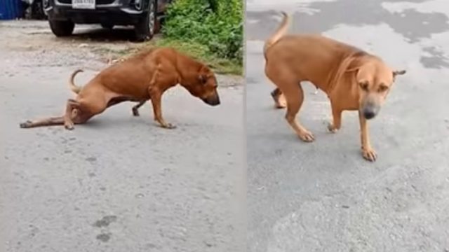 Perro Pata Rota Consigue Comida, Perro Pata Rota Comida, Perro Comida Pata Rota, Perro Finge No Poder Caminar, Perro Finge Estar Lastimado, Perro Finge Estar Atropellado