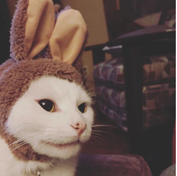 Smudge Lord origen meme del gato en la mesa