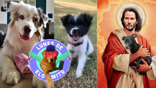 Elo Mito: recuento de videos y fotos chistosos de perros