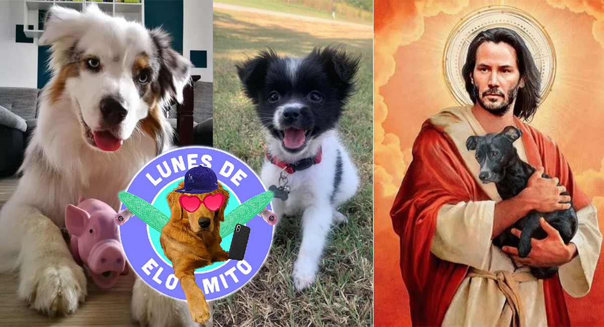 Elo Mito: recuento de videos y fotos chistosos de perros