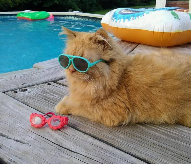 Tissy, la gatita que adora nadar