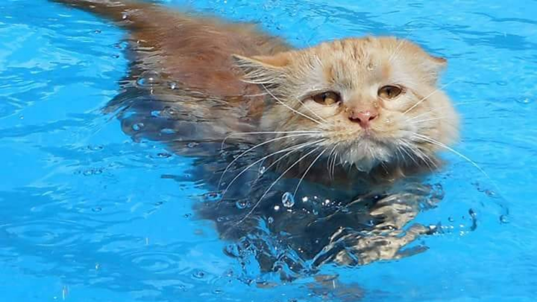 Gato, Gato Que Nada, Tissy Gata Que Nada, Maine Coon, Gana Gato 1996, Gatos Maine Coon