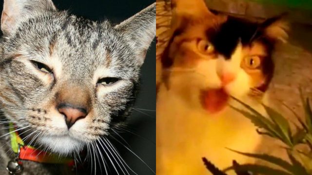 Gato llega a casa con marihuana y su dueÃ±o lo denuncia