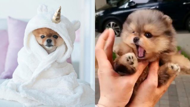 Foto: maltrato animal vestir a tu perro. 4 agosto 2019