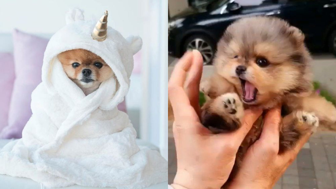 Foto: maltrato animal vestir a tu perro. 4 agosto 2019