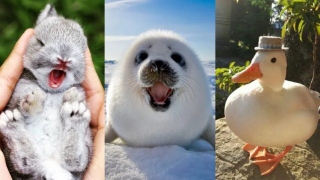 Viernes de animales: recuento semanal de videos y fotos