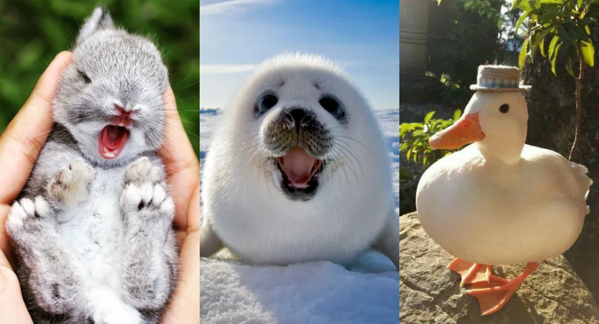 Viernes de animales: recuento semanal de videos y fotos