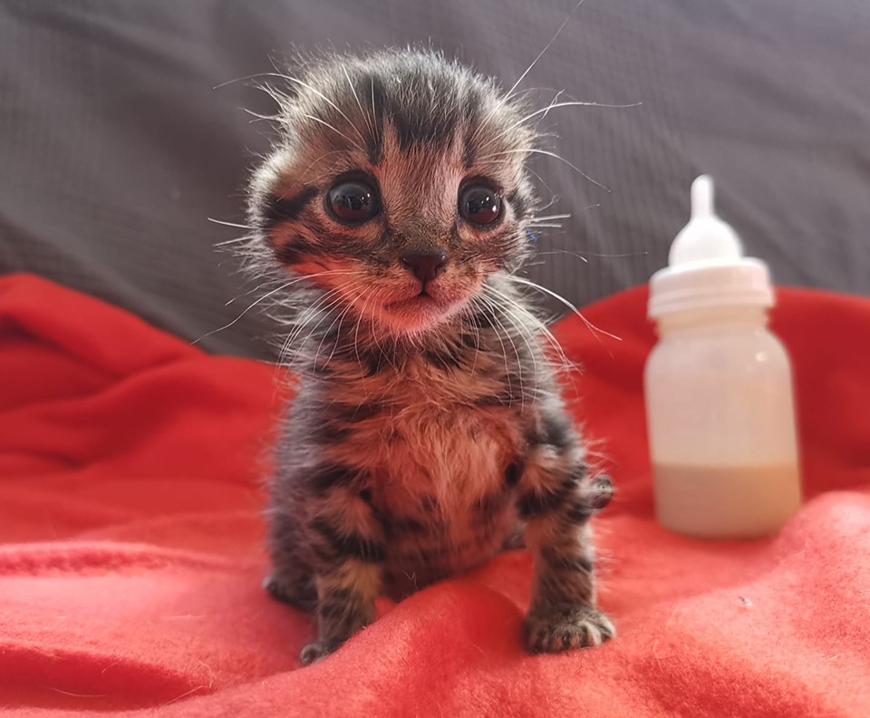 Gatito al que le cortaron las orejas busca un hogar