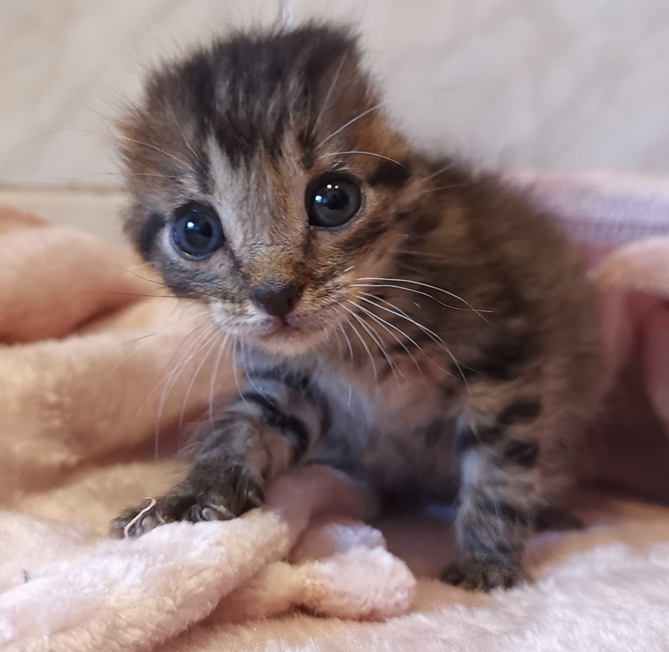 Gatito al que le cortaron las orejas busca un hogar