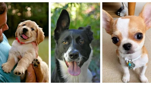 Fotos de perros tiernos para olvidar la desgracia del mundo