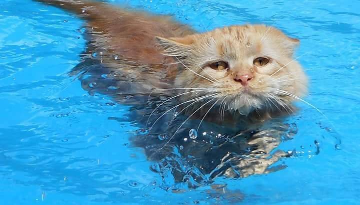 Tissy, la gatita que adora nadar