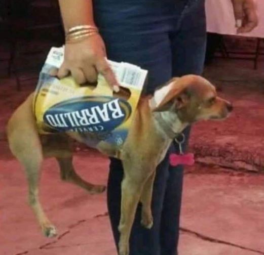 Elo Mito: recuento de videos y fotos chistosos de perros