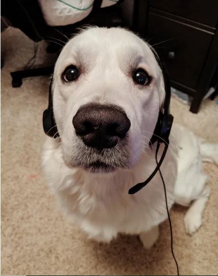 Elo Mito: recuento de videos y fotos chistosos de perros