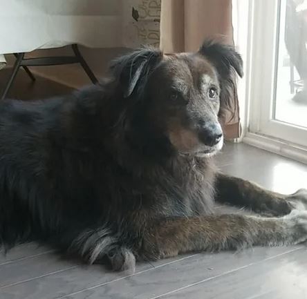 Elo Mito: recuento de videos y fotos chistosos de perros