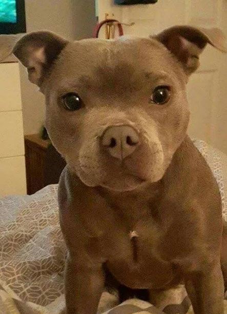 Elo Mito: recuento de videos y fotos chistosos de perros
