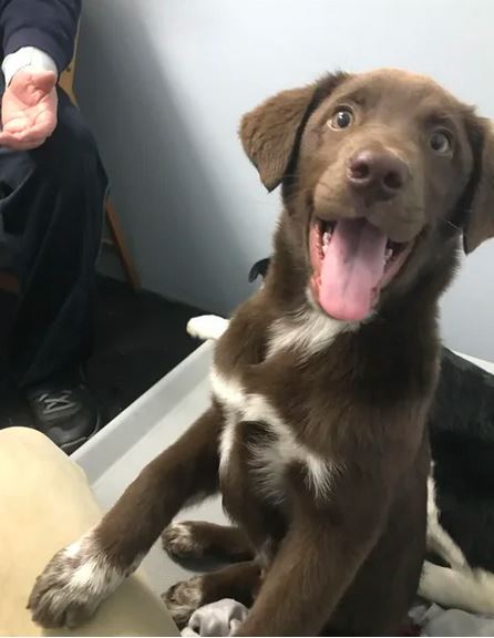 Elo Mito: recuento de videos y fotos chistosos de perros
