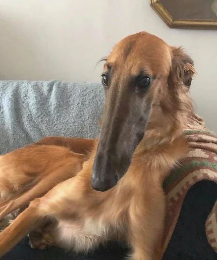 Elo Mito: recuento de videos y fotos chistosos de perros