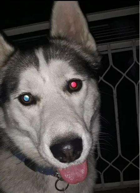 Elo Mito: recuento de videos y fotos chistosos de perros