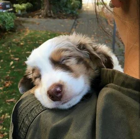 Elo Mito: recuento de videos y fotos chistosos de perros