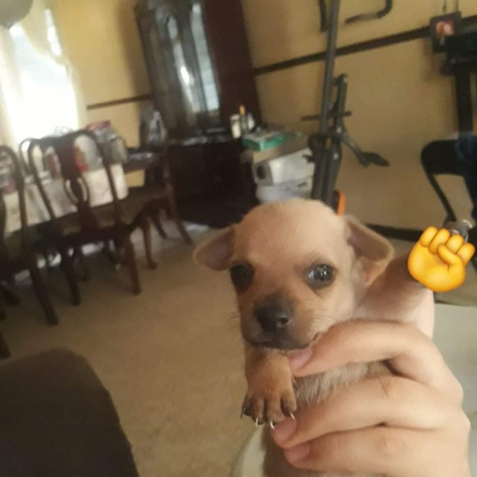Elo Mito: recuento de videos y fotos chistosos de perros