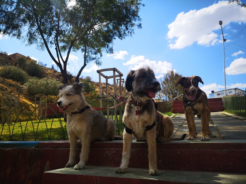 Elo Mito: recuento de videos y fotos chistosos de perros