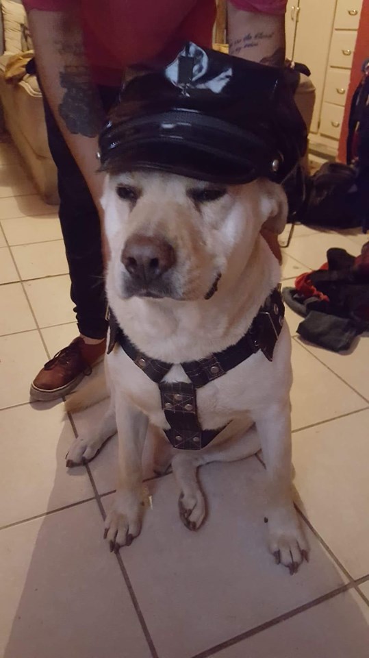 Elo Mito: recuento de videos y fotos chistosos de perros