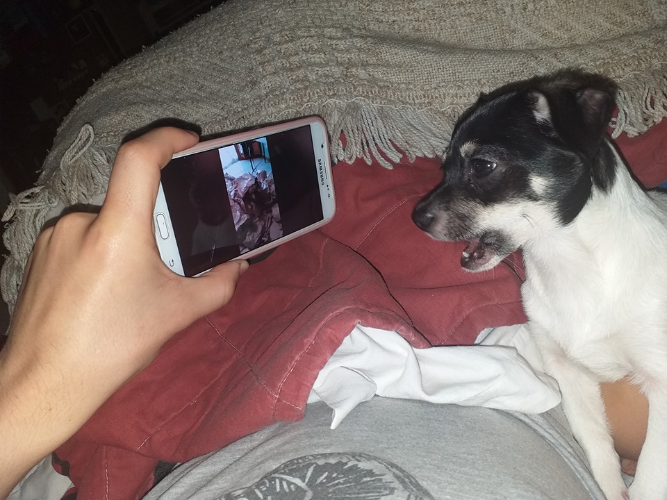Elo Mito: recuento de videos y fotos chistosos de perros