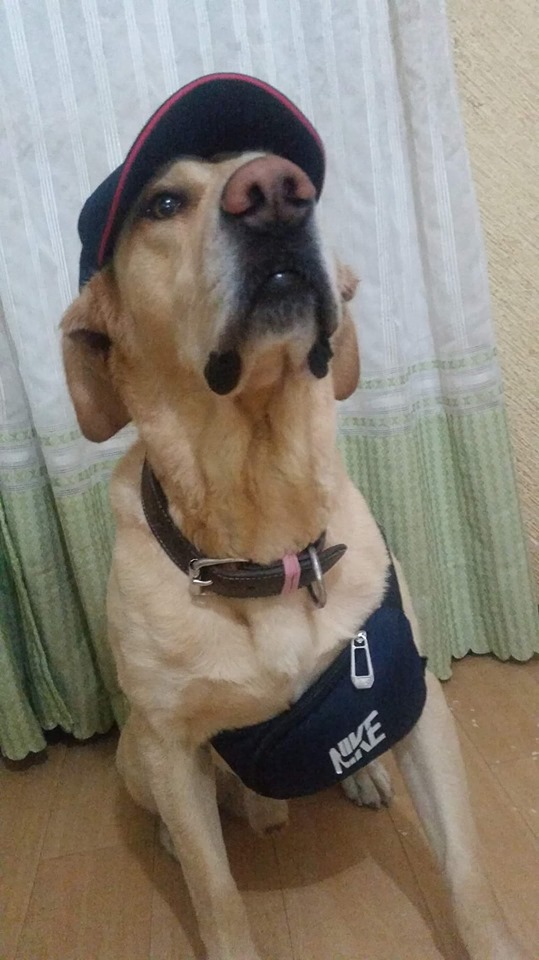 Elo Mito: recuento de videos y fotos chistosos de perros