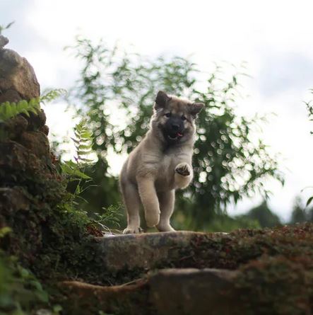 Elo Mito: recuento de videos y fotos chistosos de perros