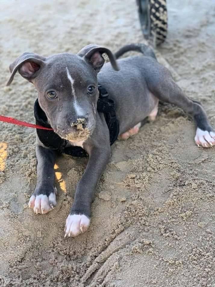 Elo Mito: recuento de videos y fotos chistosos de perros