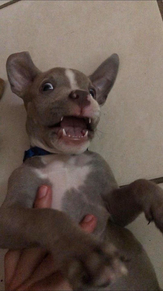 Elo Mito: recuento de videos y fotos chistosos de perros