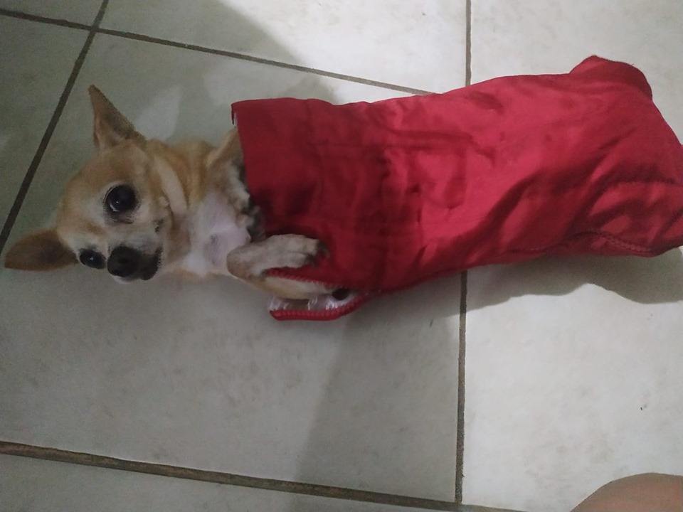 Elo Mito: recuento de videos y fotos chistosos de perros