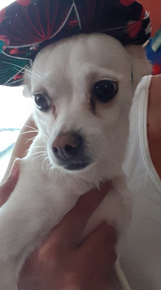 Elo Mito: recuento de videos y fotos chistosos de perros